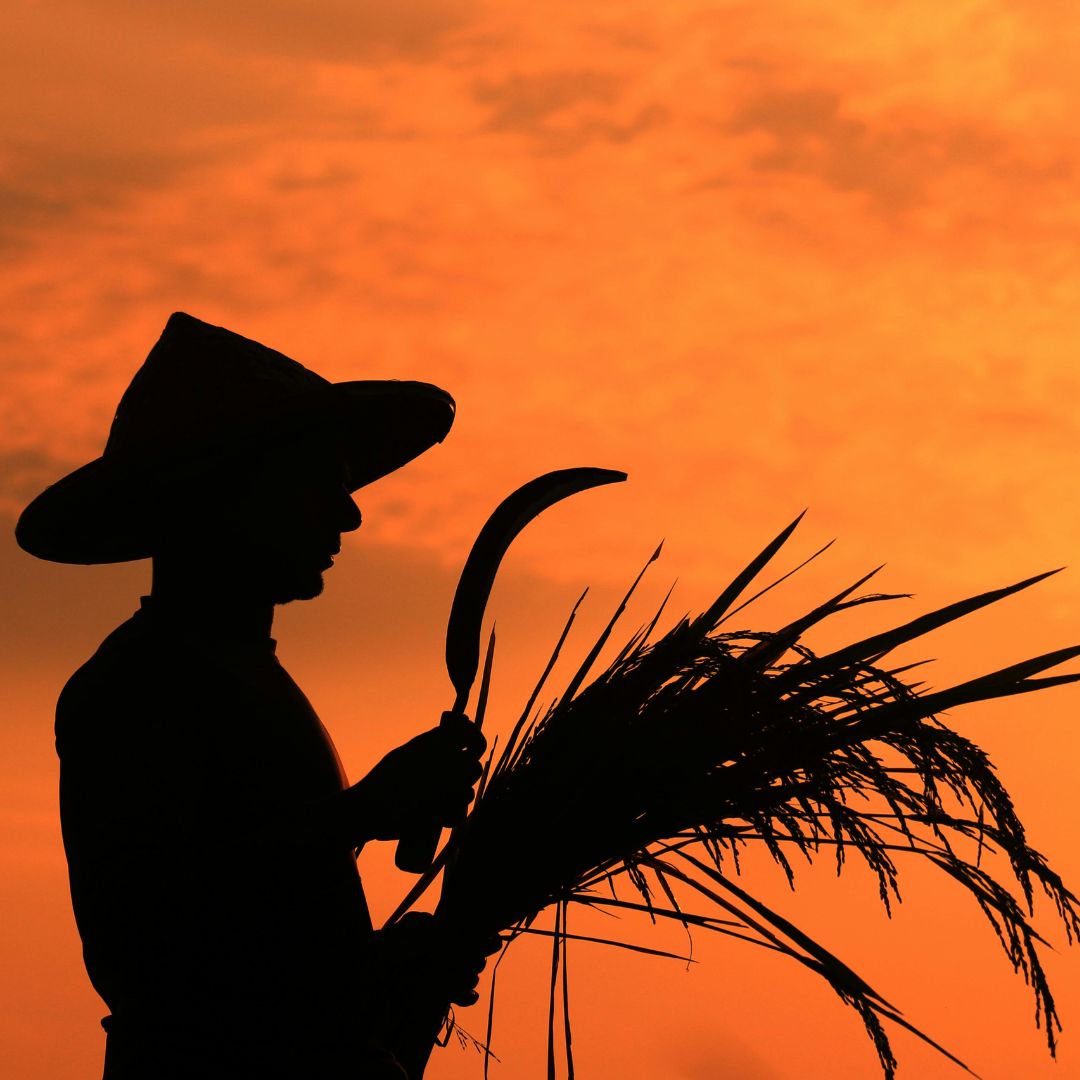 Reforma agraria en curso